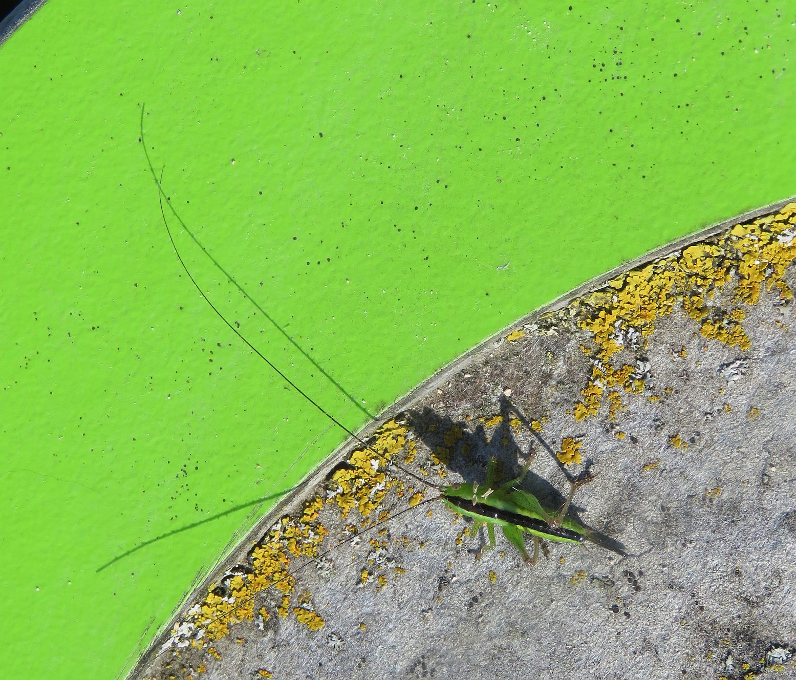 Long winged Conehead 